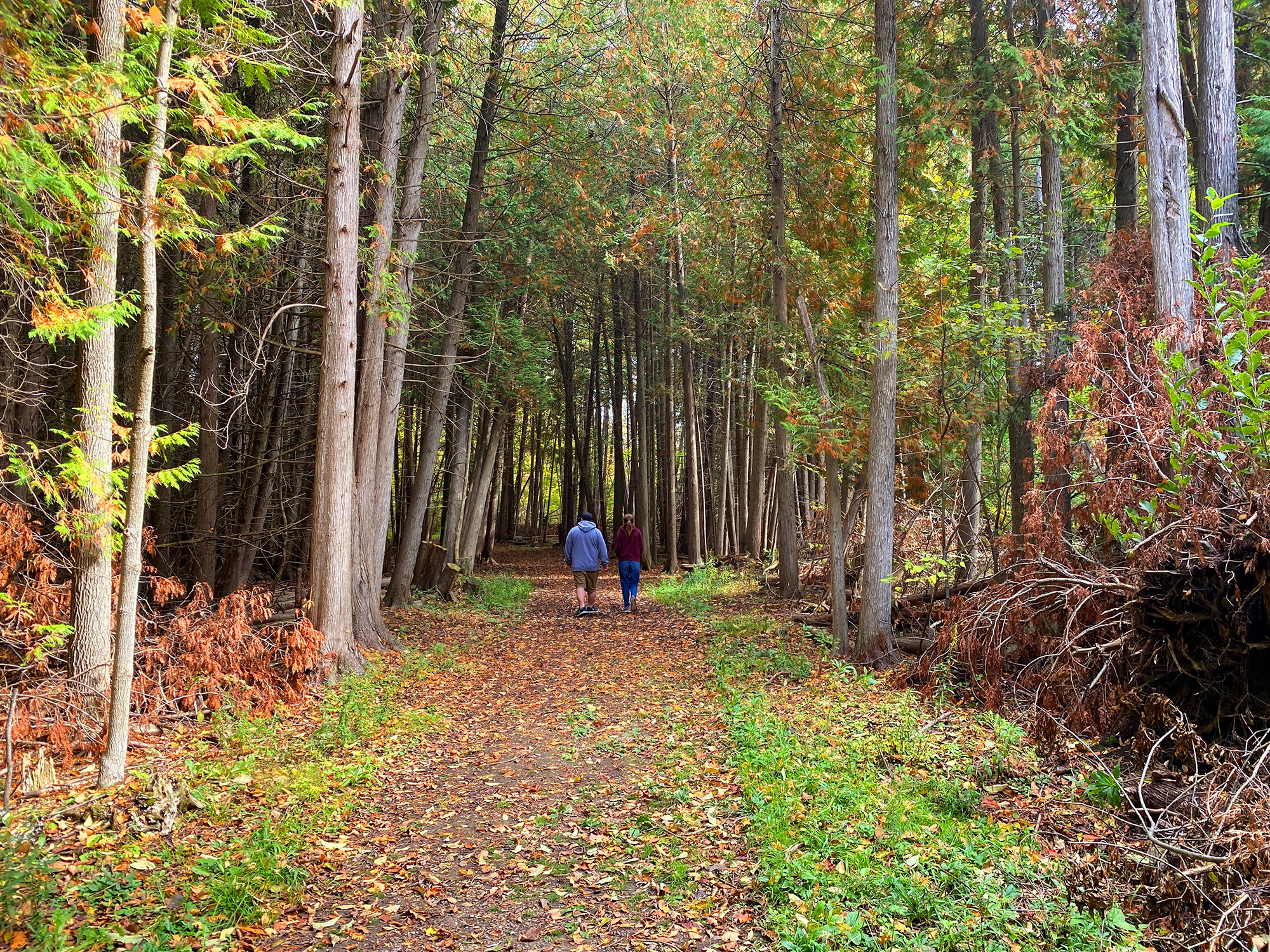 Two people walk on a trail through the woods.