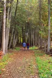 Two people walk on a trail through the woods.